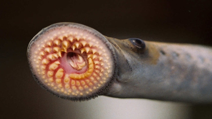 Jawless parasitic fish might be cure for brain tumor and stroke, a new study finds
