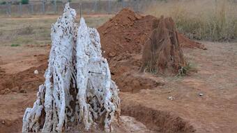 Termite nests show us how to keep buildings cool in a climate change reality