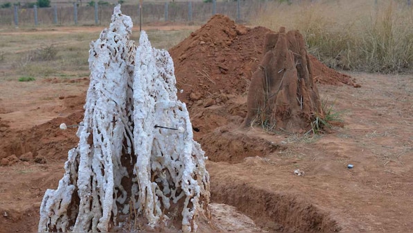Termite nests show us how to keep buildings cool in a climate change reality