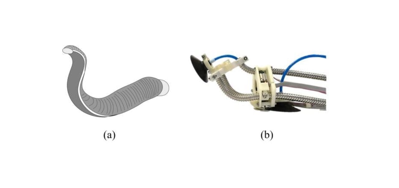 Sucker for walls: Soft robot inspired by leeches can grip, climb up walls like a pro