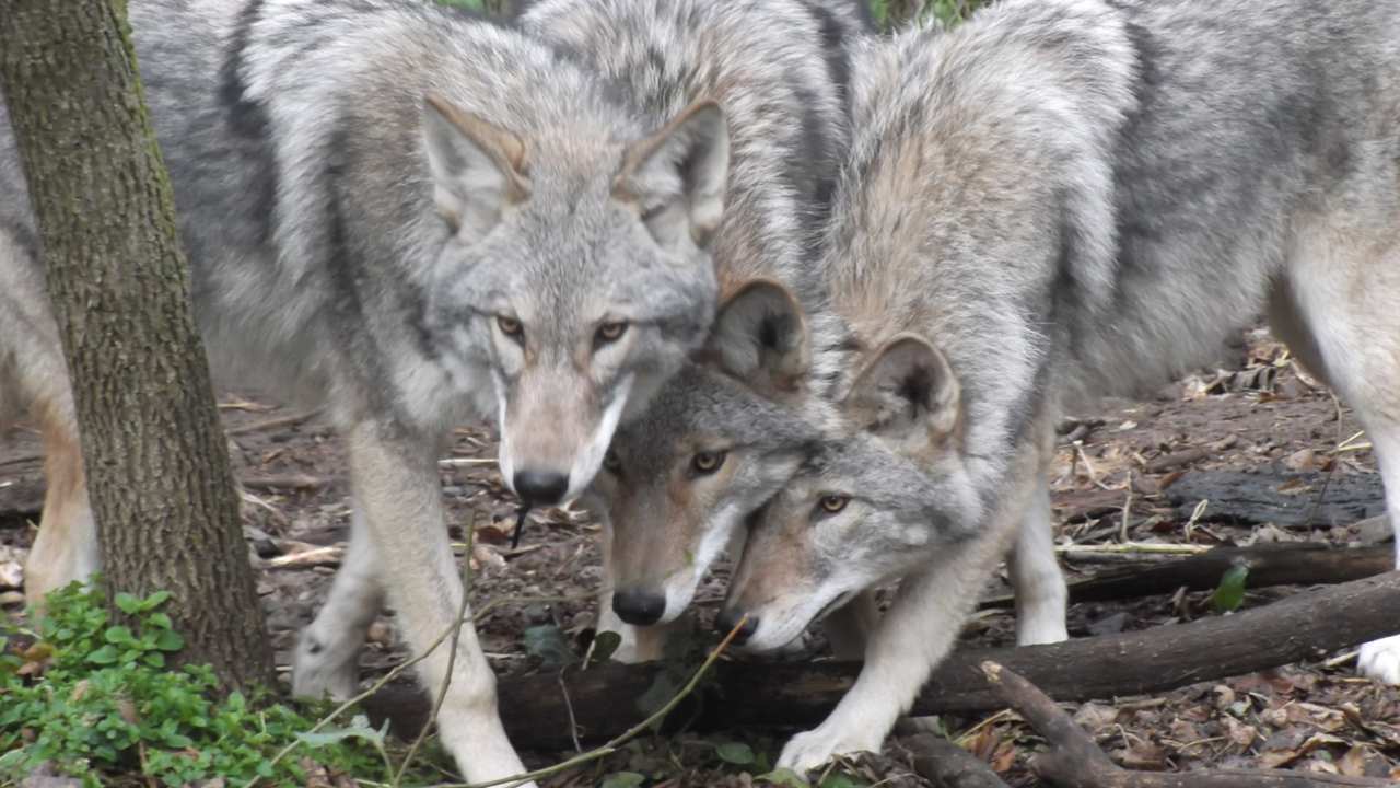 Three six-to-seven-month-old hybrids between a male western gray wolf and a female western coyote resulting from artificial insemination. Image credit: PLOS One/L David Mech et al