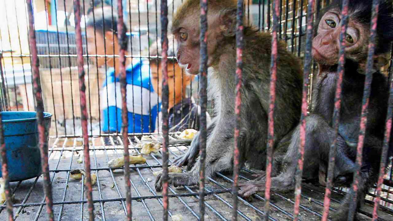 Despite regulations, illegal pet trade in India remains a haven for undocumented wealth, criminal activity, funding terrorism