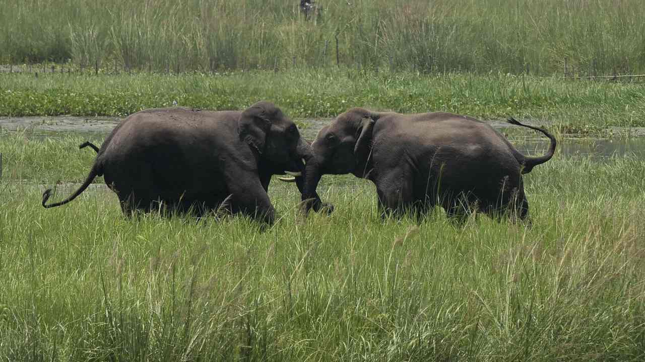 Two wild elephants, part of a herd that arrived at a wetland near the Thakurkuchi railway station engage in a tussle on the outskirts of Gauhati, Assam, India. Image: AP