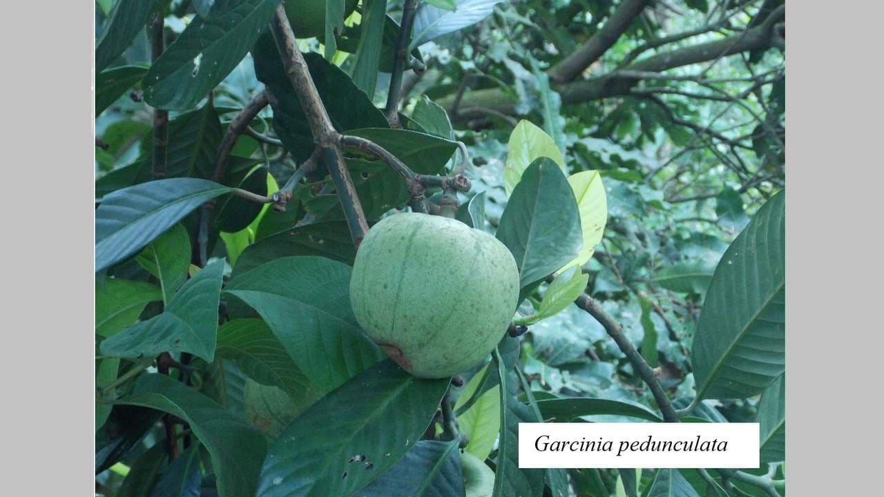 Garcinia pedunculata. Image credit: India Science Wire 