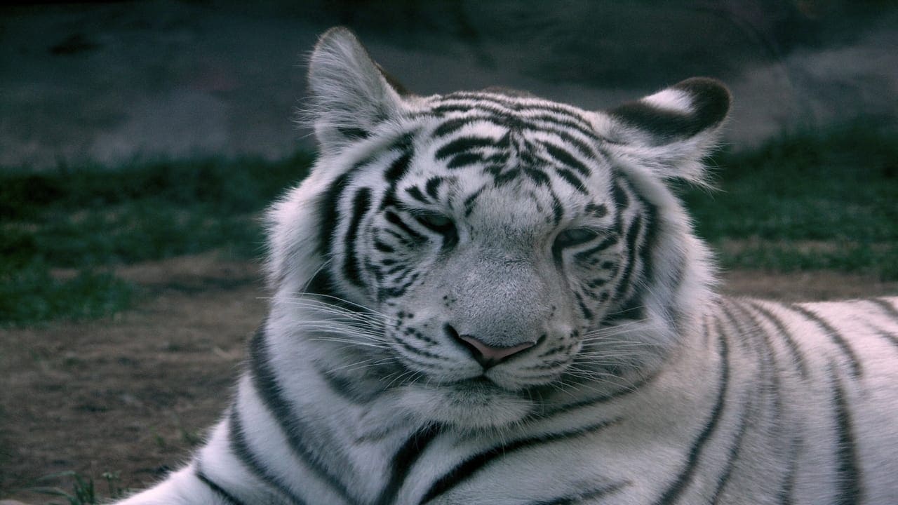 Bajirao, Mumbai's last white tiger, dies of chronic illness at Sanjay ...