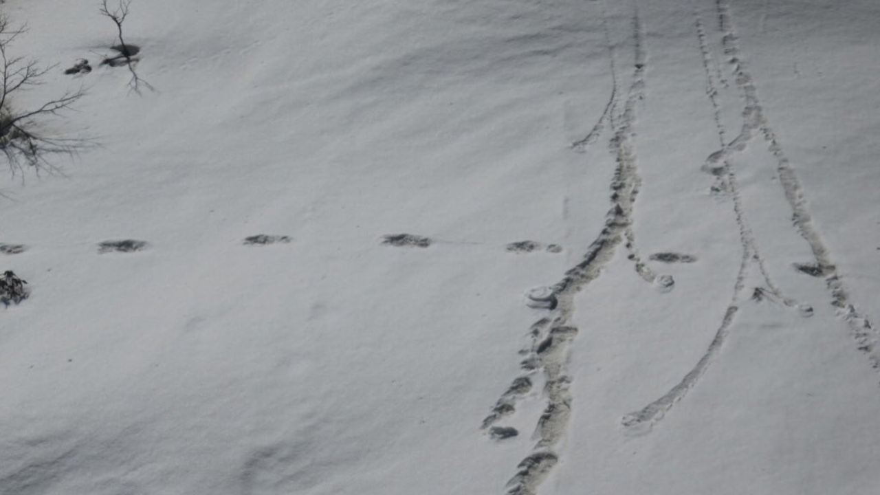 Indian Army's Yeti footprint tweet to arouse curiosity has people laughing instead Indian Army's Yeti footprint tweet to arouse curiosity has people laughing instead