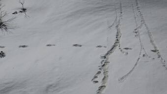Indian Army's Yeti footprint tweet to arouse curiosity has people laughing instead