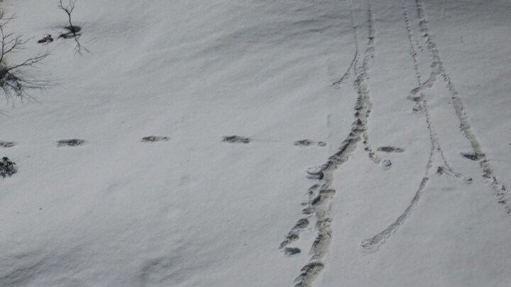 Indian Army's Yeti footprint tweet to arouse curiosity has people laughing instead