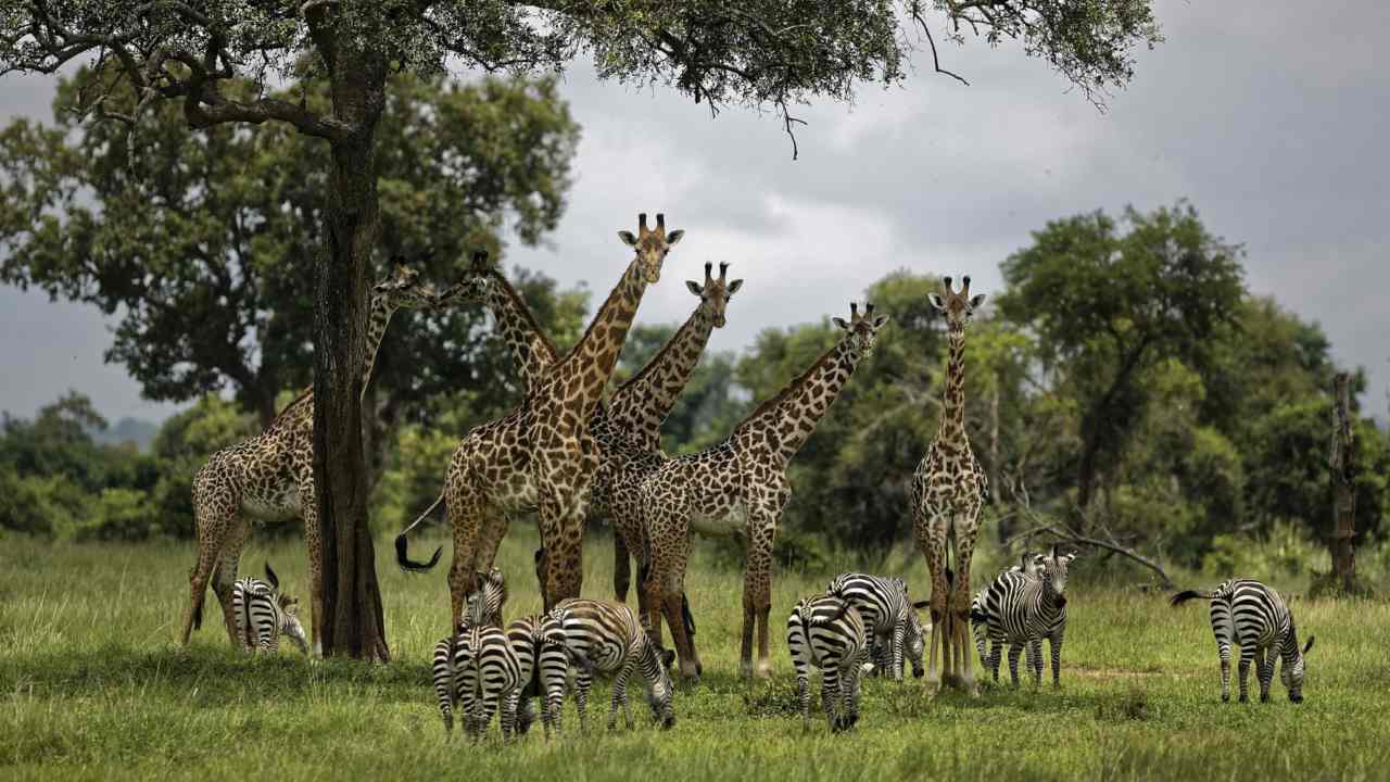 Giraffes and zebras congregate under the shade of a tree in the afternoon in Mikumi National Park, Tanzania. Image: AP