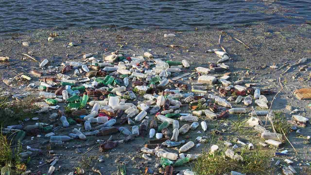 Plastic pollution in water harming bacteria that produces ten percent of our oxygen