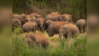 Villagers in Chhattisgarh's Surguja refrain from voting due to rise in elephant attacks, allege govt apathy