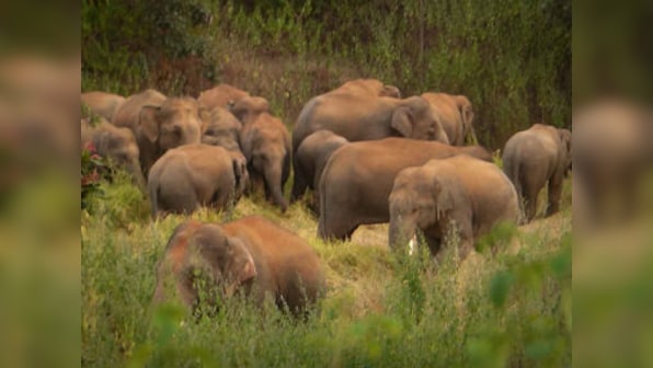 Villagers in Chhattisgarh's Surguja refrain from voting due to rise in elephant attacks, allege govt apathy