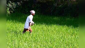 Climate change: Study maps rise in non-CO2 emission from cropland based agriculture over 30 years