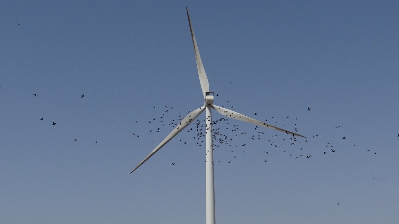 Birds around a windmill in Samakhiali. Image credit : A Mohammed Samsoor Ali