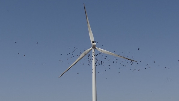 In India, birds are dying because they collide with blades of the wind turbines