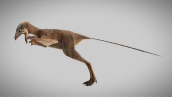 Fossil of bat-winged dinosaur points to early era of prehistoric flight in animals