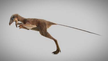 Fossil of bat-winged dinosaur points to early era of prehistoric flight in animals