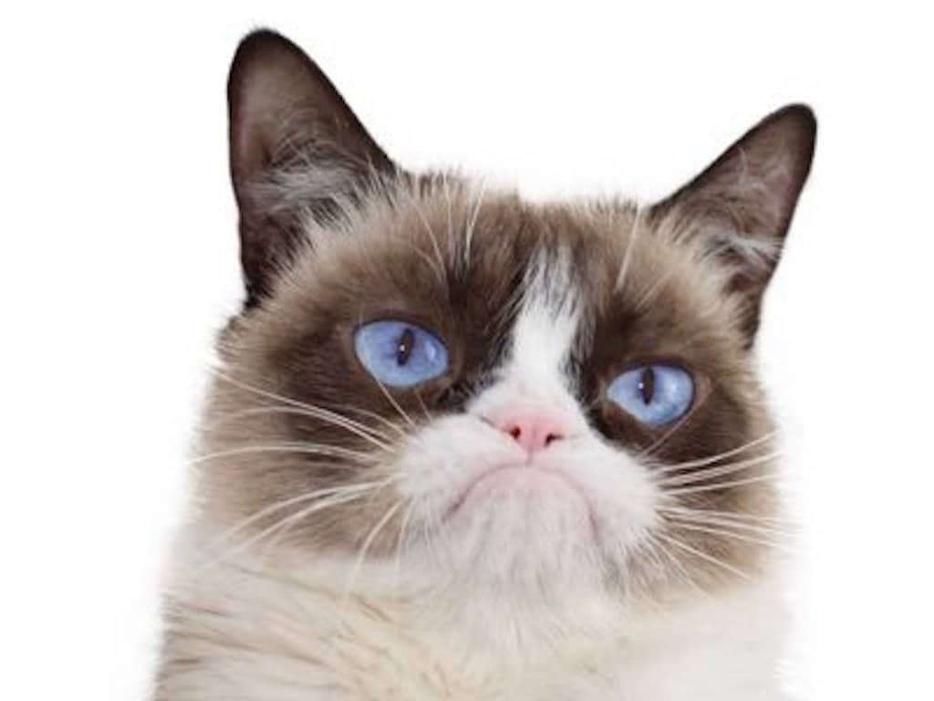 Grumpy Cat, whose scowl launched a million memes, has passed at the age