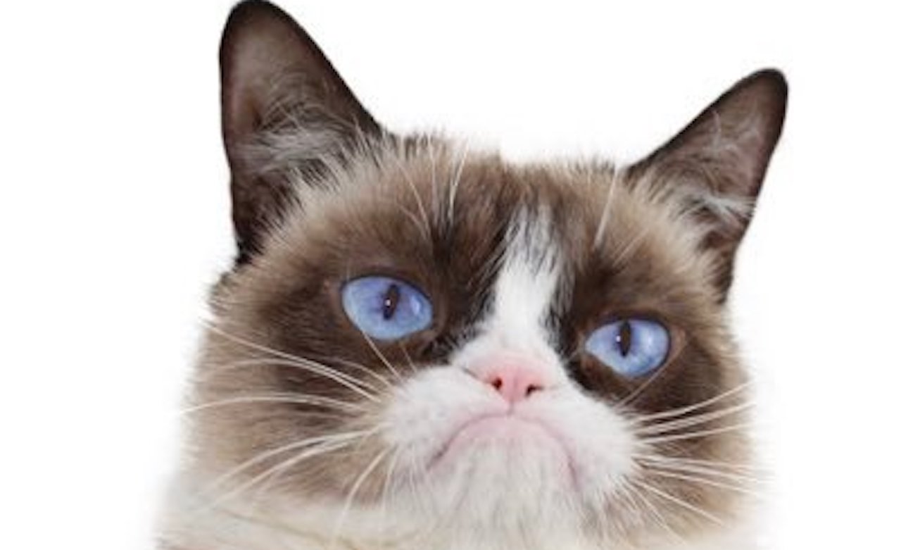 Grumpy Cat, whose scowl launched a million memes, has passed at the age of 7 Grumpy Cat, whose scowl launched a million memes, has passed at the age of 7