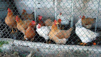 Mumbai's chickens are host to antibiotic-resistant bacteria, pose serious health risk: Report