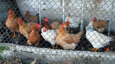 Mumbai's chickens are host to antibiotic-resistant bacteria, pose serious health risk: Report
