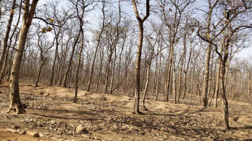 Photo by Kanchan Srivastava