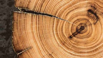 NASA looks at tree rings to see how climate change affected life in the 20th century