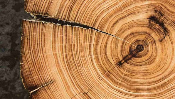 NASA looks at tree rings to see how climate change affected life in the 20th century