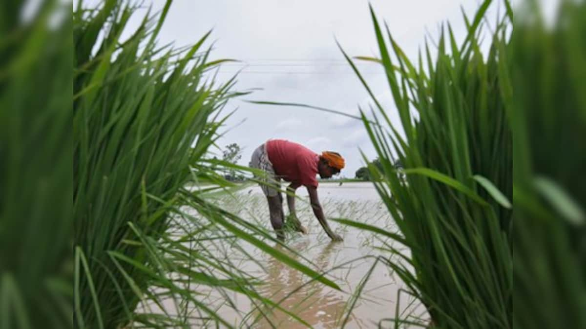 Coronavirus Outbreak: In Maharashtra, police disrupting farm produce supply chains impairs farmers, lack of labour stalls harvest