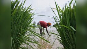 Contract farming isn't a new idea, but govt needs to incentivise its spread across India