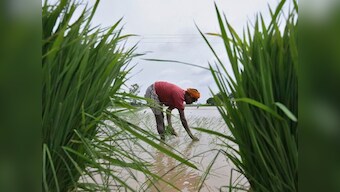 Punjab govt's decision to advance paddy sowing aims to placate angry farmers ahead of polls, but ignores impact on groundwater