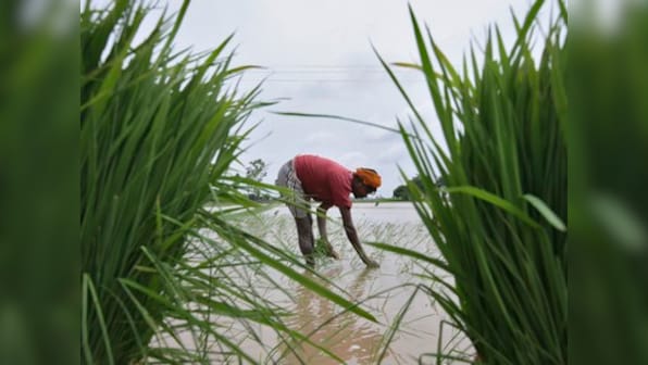 Punjab govt's decision to advance paddy sowing aims to placate angry farmers ahead of polls, but ignores impact on groundwater