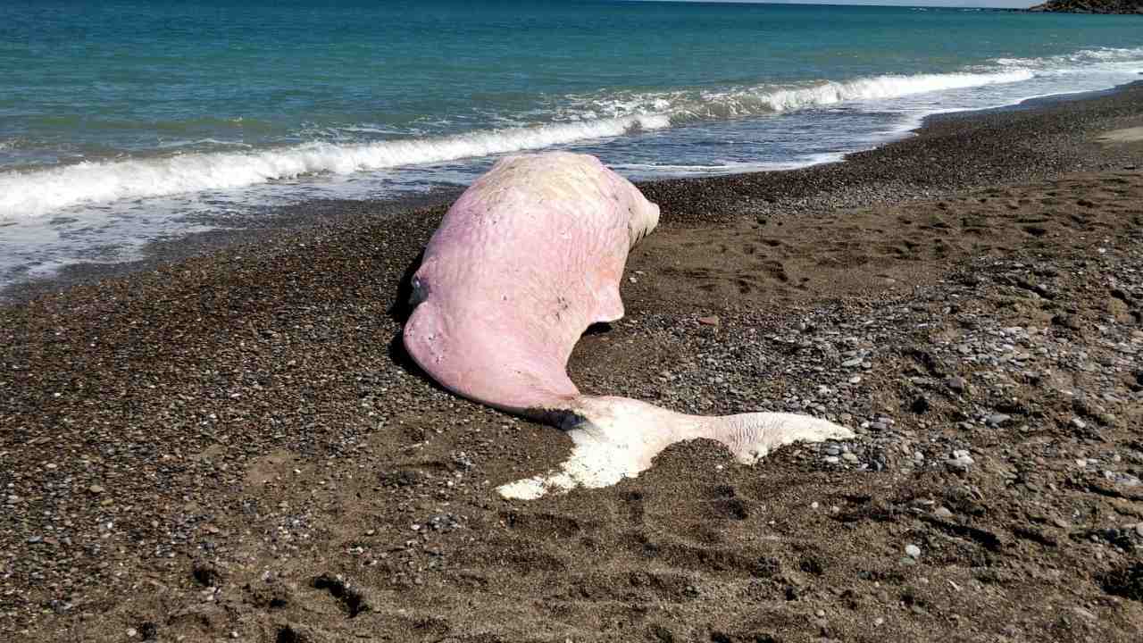 Sperm whale beached at Sicily, Italy with plastic trash discovered in its stomach. Image: Greenpeace Italy.