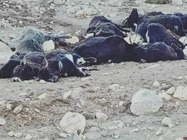 Nearly 300 yaks died of starvation since Dec 2018 due to heavy snowfall in North Sikkim district, says official