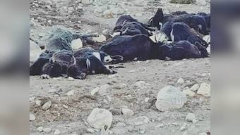 Nearly 300 yaks died of starvation since Dec 2018 due to heavy snowfall in North Sikkim district, says official