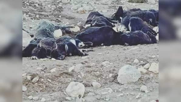 Nearly 300 yaks died of starvation since Dec 2018 due to heavy snowfall in North Sikkim district, says official