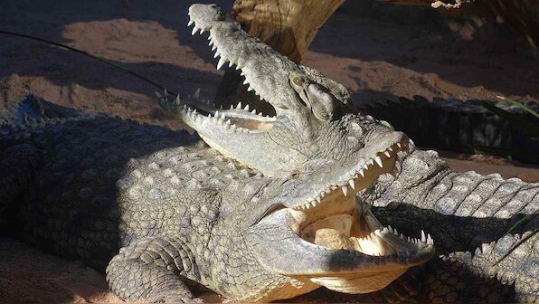Crocodiles were vegetarians around 200 million years ago, a new study finds