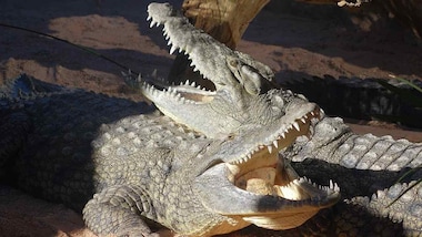 Crocodiles were vegetarians around 200 million years ago, a new study finds