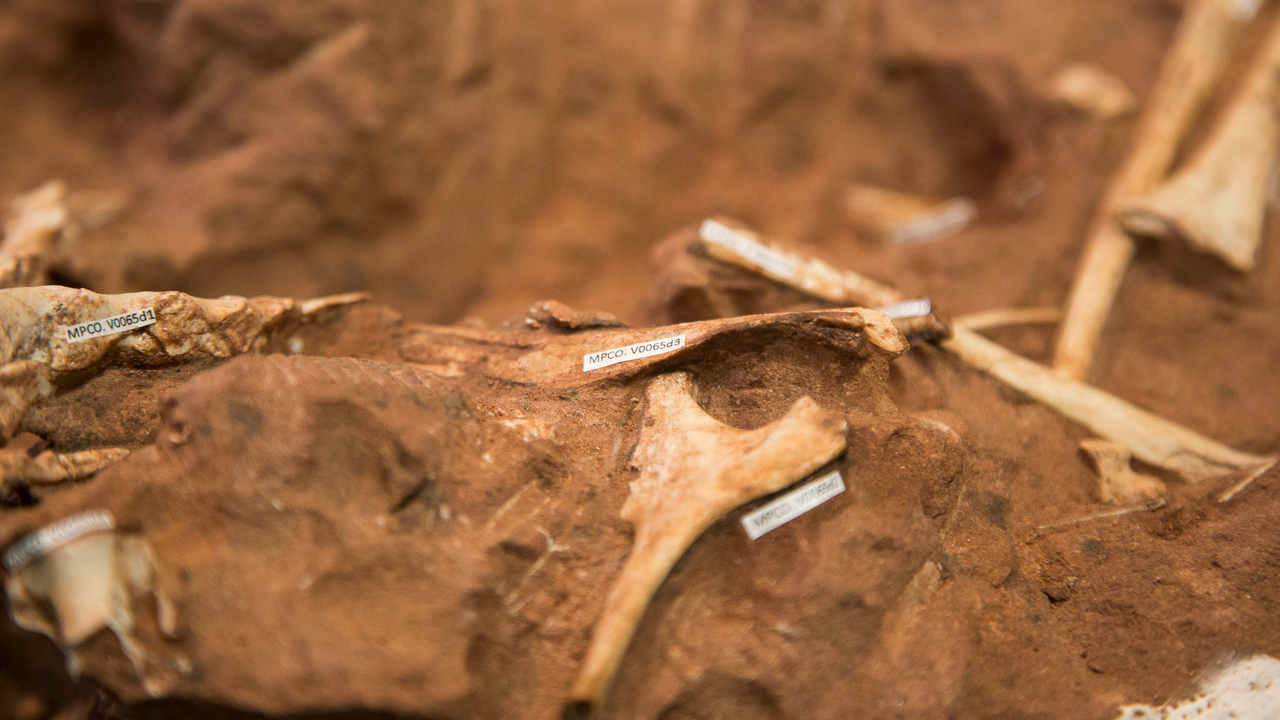 Fossils of dinosaurs that lived in a dessert have been unearth in Brazil Fossils of dinosaurs that lived in a dessert have been unearth in Brazil