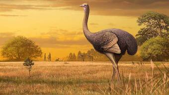 Fossils of flightless bird three times the size of ostrich was found in Taurida cave