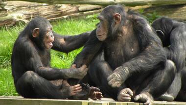 Chimpanzees are being forced to live in forest 'ghettos' because of human expansion