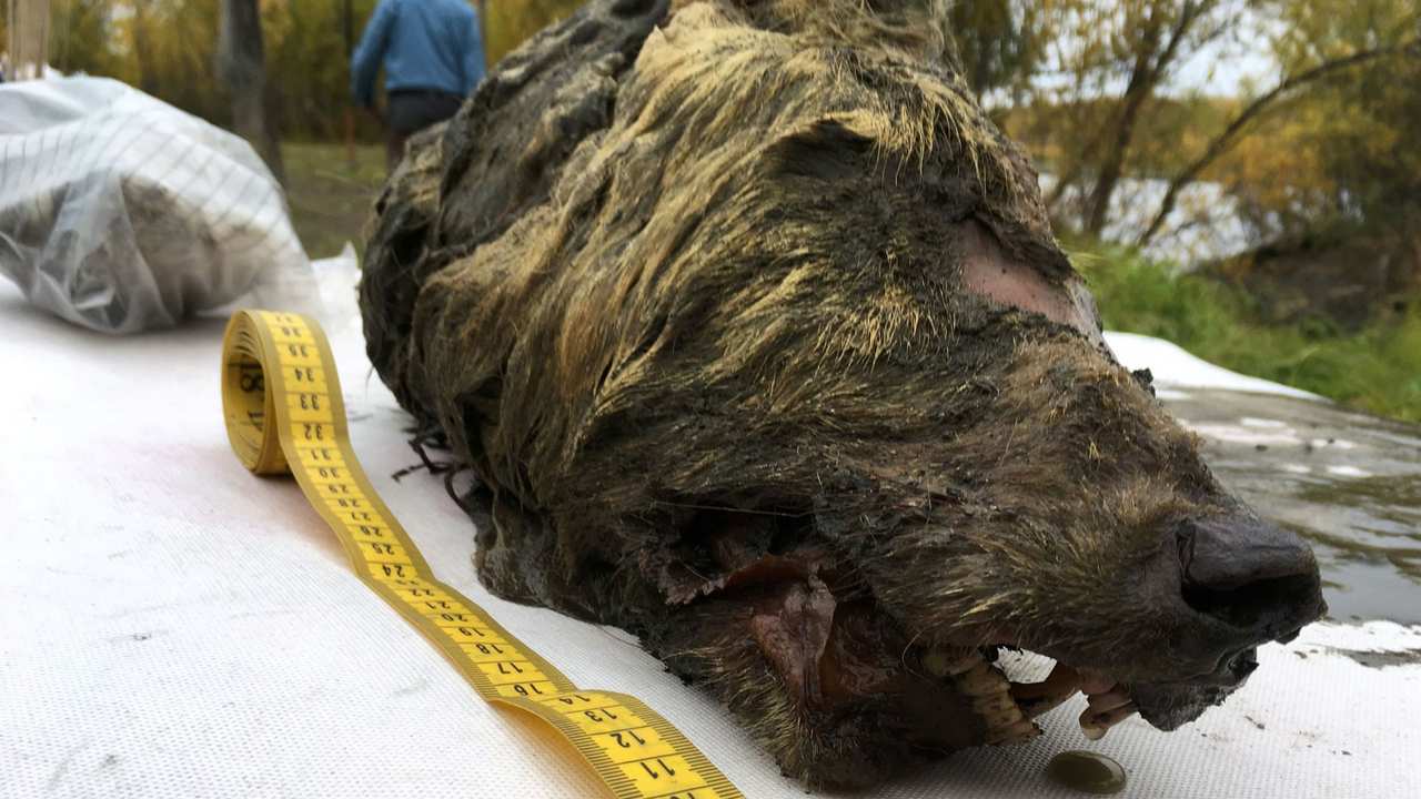 40,000 year old wold head found in Siberia. Image credit: Reuters. 