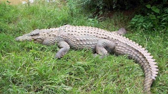 60-yr-old Australian uses pocket knife to fight off crocodile, escapes with his life
