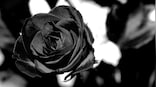 Origami rose device can filter water for houses in remote locations using solar power