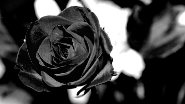 Origami rose device can filter water for houses in remote locations using solar power