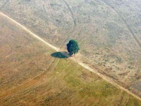 International Forests Day today: UN terms year 2020 ‘Nature Super Year’, urges world to 'turn the tide' on deforestation International Forests Day today: UN terms year 2020 ‘Nature Super Year’, urges world to 'turn the tide' on deforestation