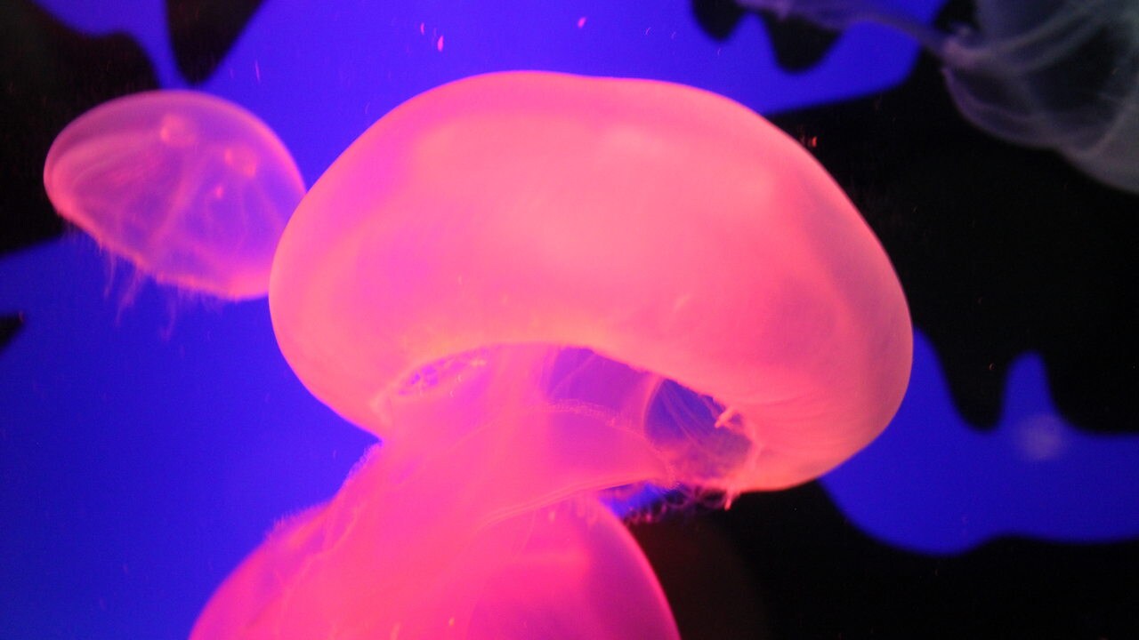 Glowing proteins aide research in cancer, infectious diseases, organ development
