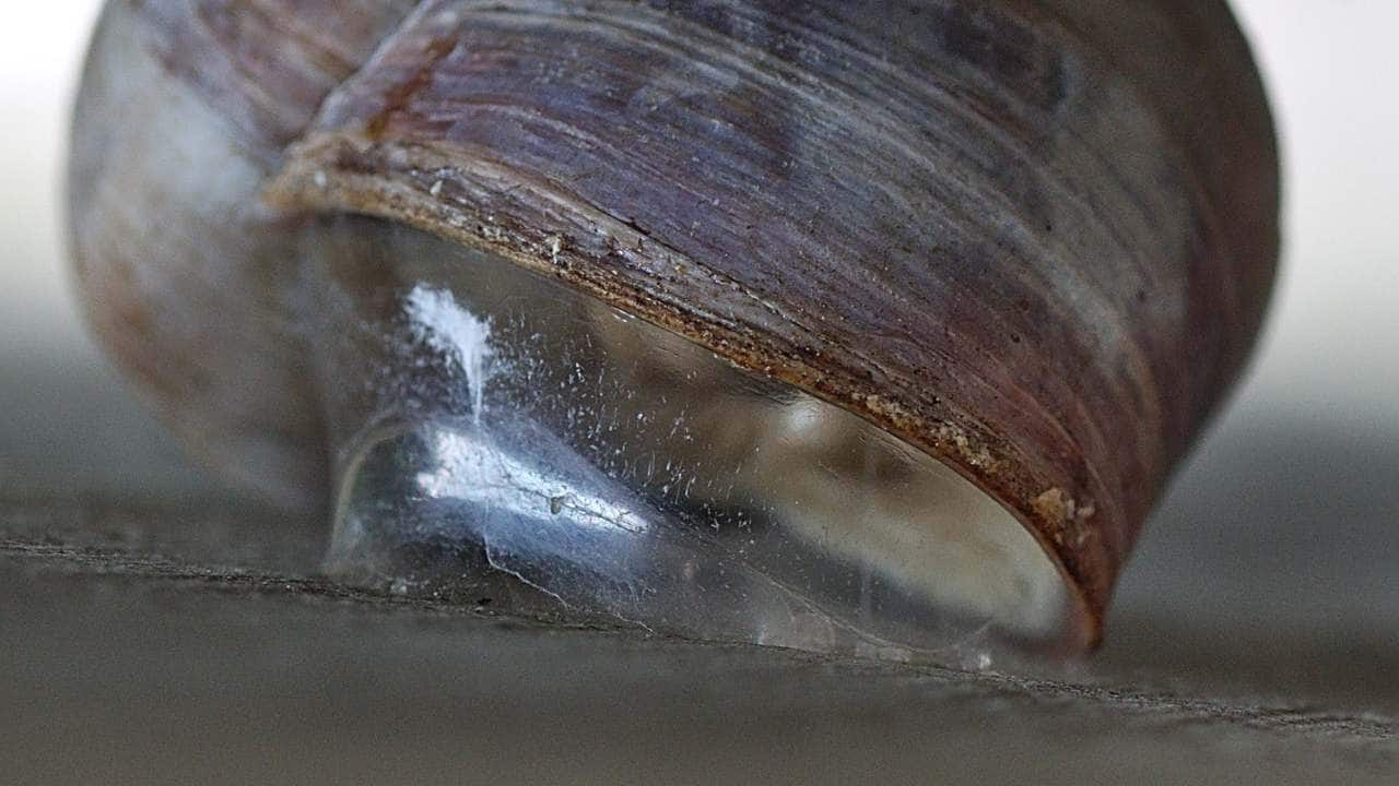 A snail’s epiphragm. Image courtesy: Beocheck