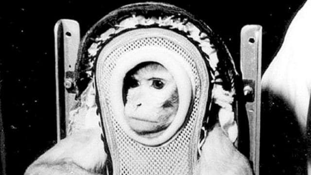 Albert II, the first monkey to enter space. 