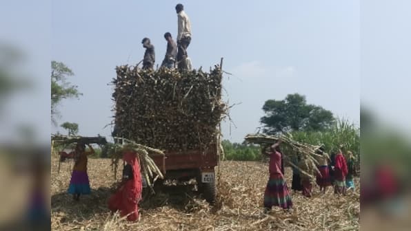 Beed: High hysterectomy rate among sugarcane cutters signals unethical medical practices, poor work conditions